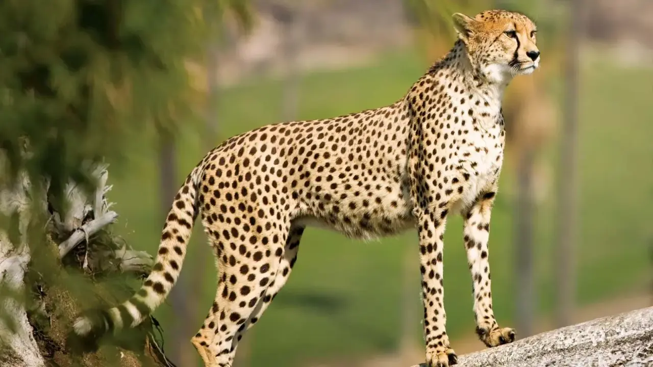Cheetah Nabha Dies at Kuno a Week After Suffering Severe Injuries
