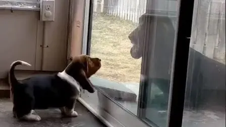 Viral Video: Mother Dog Teaches Her Puppy How To Use The Pet Door Softly | WATCH Viral Video Shows Mother Dog Patiently Teaching Her Puppy How To Use The Pet Door