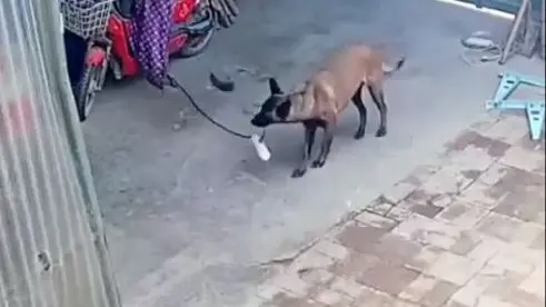 Video Of A Smart Dog Cutting Off Power To Prevent A Dangerous Explosion Goes Viral | WATCH Dog Prevents Explosion