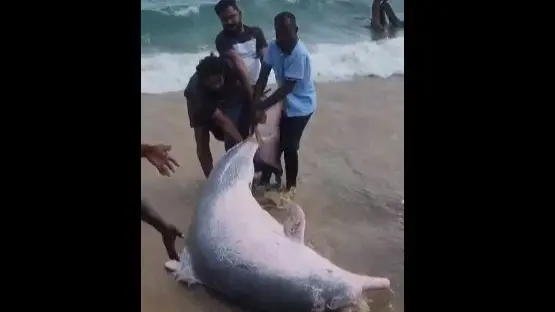 Touching Video Of Fishermen Rescuing And Setting Free 3 Dolphins Caught In Nets Goes Viral | WATCH Dolphin Setting Free By Fishermen
