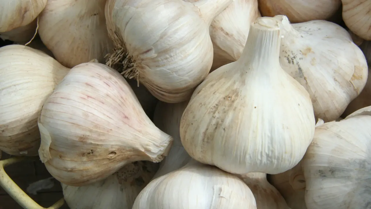 Garlic Price increases