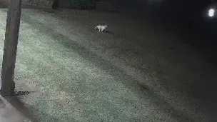 VIRAL: Cat rescues small dog from Coyote in Oklahoma, WATCH A brave cat from Oklahoma, save its family's pet dog went viral