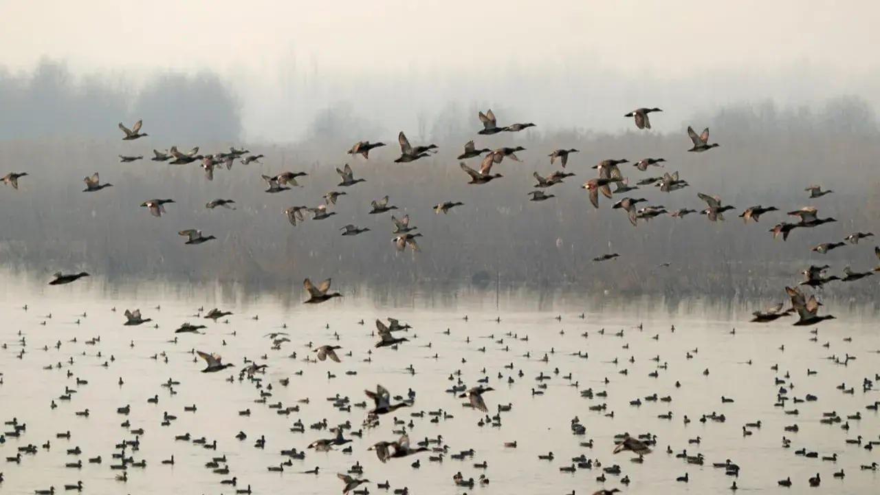 Kashmir's wetlands undergo restoration for long-term preservation, biodiversity flourishes Wetland restoration