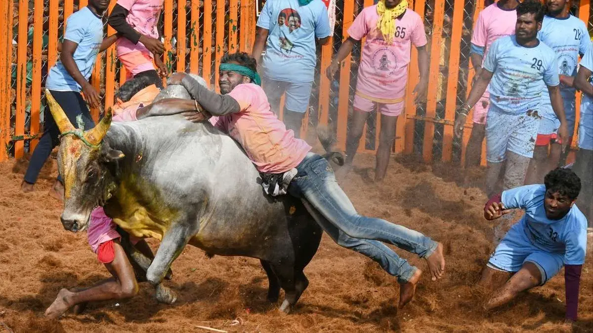 Jallikattu event