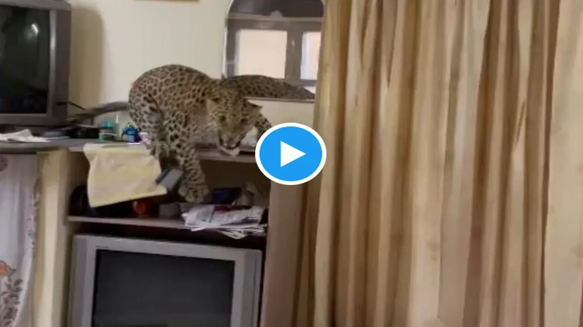 Leopard enters hotel room in Jaipur