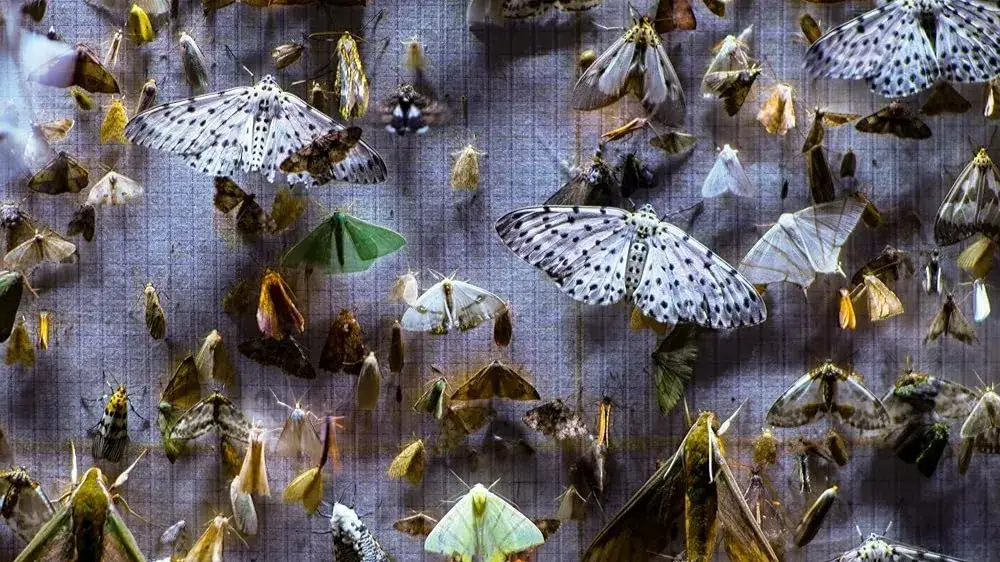 Description of the pic