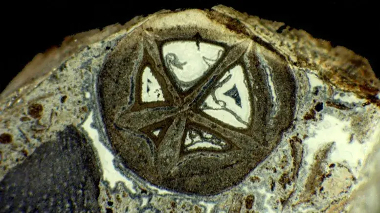 CT scanning of small fossil fruit found in India in 1970s