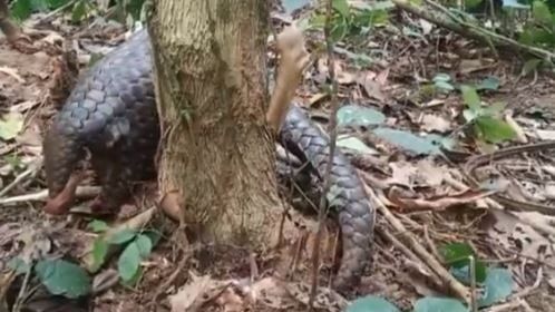 World Pangolin Day: Video Of Second-Most Trafficked Mammal Going Viral ...