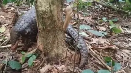 World Pangolin Day: Video Of Second-Most Trafficked Mammal Going Viral After Being Rescued | WATCH World Pangolin Day: Second-Most trafficked mammal's rescue video goes viral