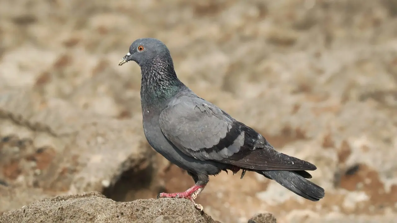 Mumbai Spy Pigeon Finally Freed After 8 Months in Custody. What are the charges? Mumbai Spy Pigeon Finally Freed After 8 Months in Custody. What are the charges?