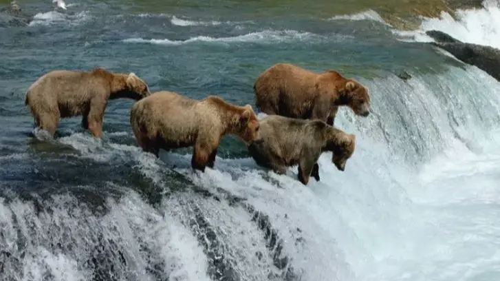 Watch Brown Bears Fighting Over Fishing Spots To Catch Salmon In Katmai National Park | Viral Video Viral Video: Bear Catching Salmon