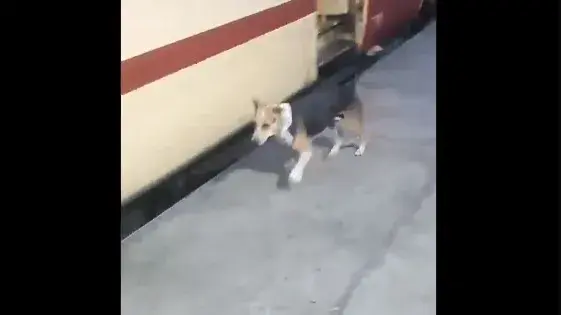 Viral video: Internet asks for a new recruit in Indian Railways as heroic dog sparks enthusiasm Internet asks for a new recruit in Indian Railways as heroic dog sparks enthusiasm