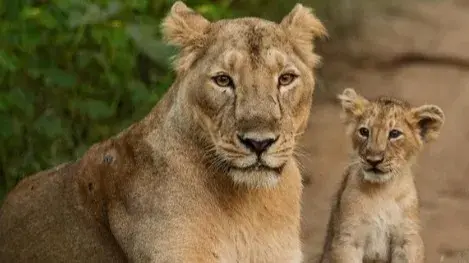 Lioness hit by goods train in Gujarat