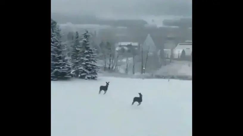 Deers stotting in deep snow video goes viral | WATCH Deer stotting in deep snow goes viral