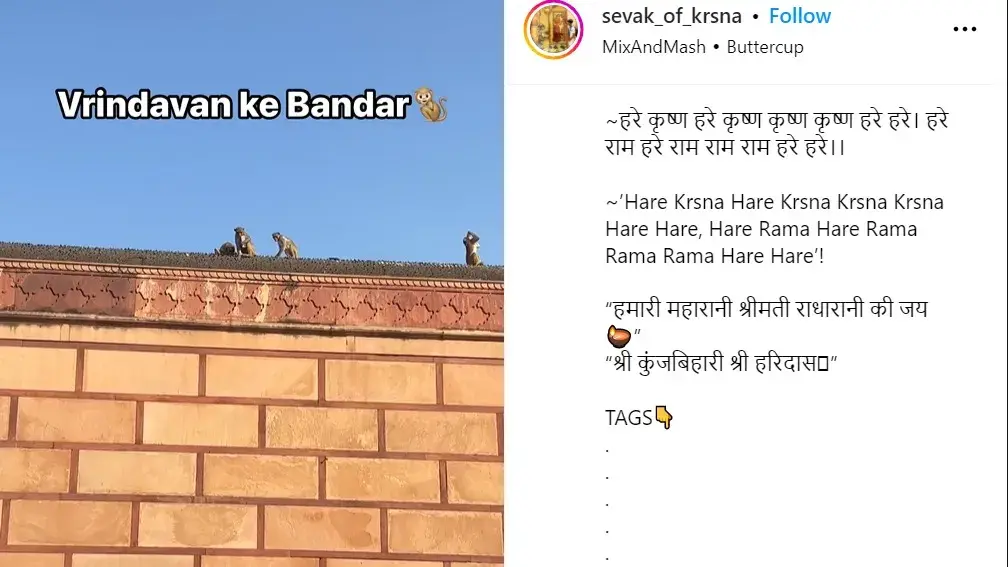 Viral Video: Monkey Snatches Visitor's iPhone in Vrindavan Temple, Settles for a Fruit Drink | WATCH Monkey Snatches iPhone in Vrindavan Temple, Video Viral