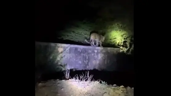 Leopard Spotted Near Utkal Hospital in Bhubaneswar Goes Viral