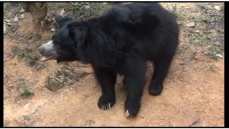 Two bears attacked farmers working in cashew plantations near Gaduru and Deppuru villages of Srikakulam district today morning.