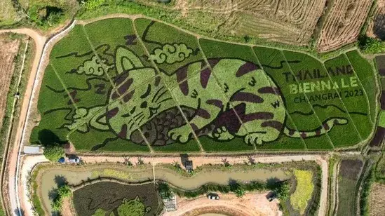 Thai rice farmer makes art with plantings that depict cats, hoping to lure tourists and cat lovers.