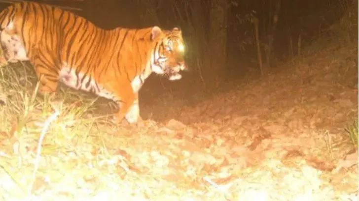 VIRAL: Fresh image of Royal Bengal Tiger taken via trap cameras at 10,509-feet-high | PIC Royal Bengal tiger spotted at Rachela Danda, in Neora Valley National Park of Kalimpong