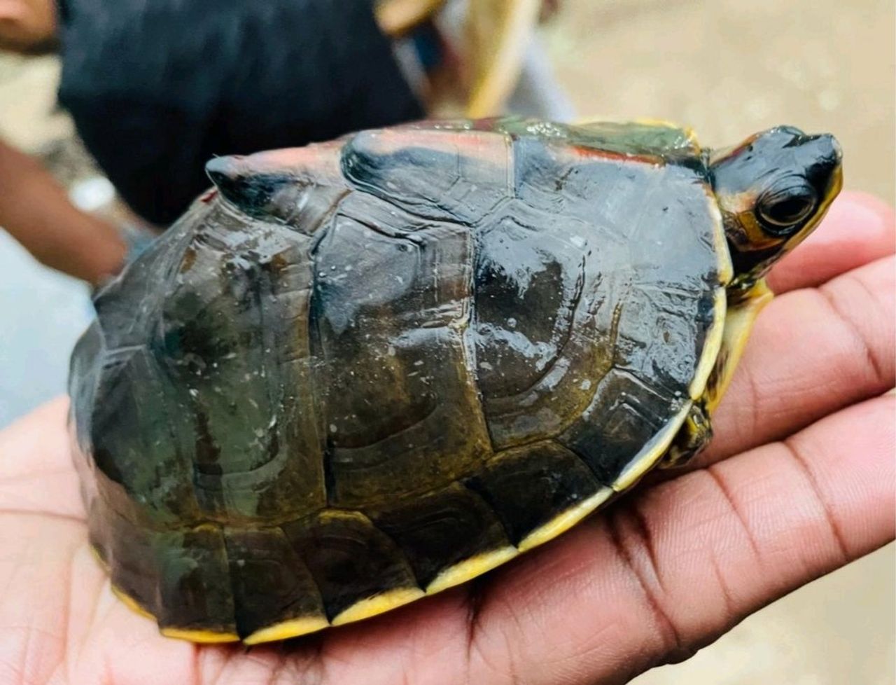 Hyderabad DRI Officers Rescue 351 Baby Indian Tent Turtles From Cuttack ...