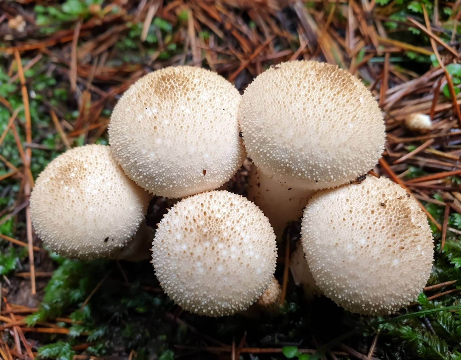 Description of the pic