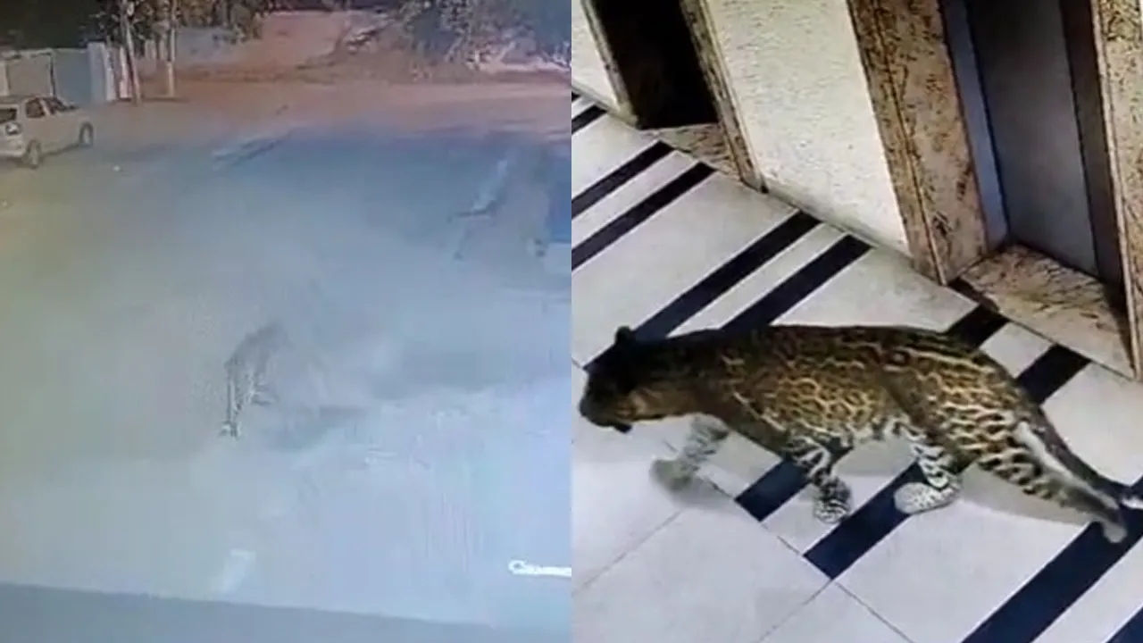 In Bengaluru, Leopard Spotted Wandering On Roads And Inside Housing ...