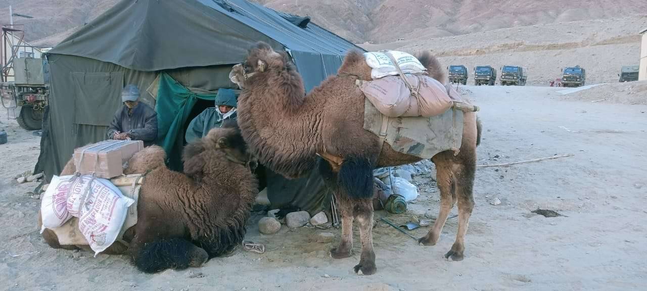 Indian Army deploys double-humped Bactrian camels in eastern Ladakh for ...