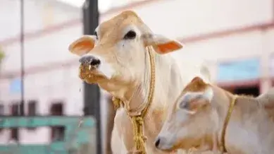 गो तस्करों को देखते ही गोली मारने का आदेश, कर्नाटक के मंत्री फरमान से हड़कंप Order to shoot cow smugglers on sight, Karnataka