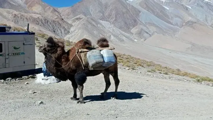 Indian Army deploys double-humped Bactrian camels in eastern Ladakh for logistical support Double-humped camels deployed in eastern Ladakh for logistical support to the Indian troops