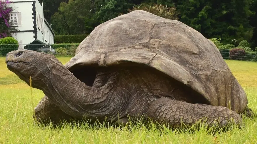 Happy Birthday Jonathan: The Oldest Land Mammal, Who Loves Bananas, Celebrates 191st Birthday- WATCH Jonathan the 191-year-old Seychelles giant tortoise holds the record for oldest living land animal.