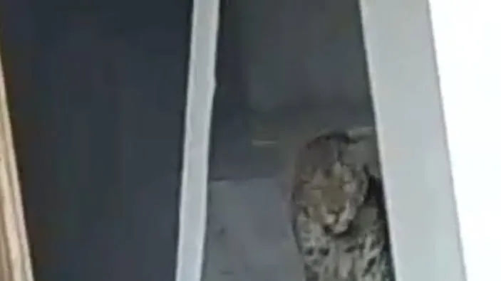 Video: Leopard attack injures three in Guwahati- Republic World