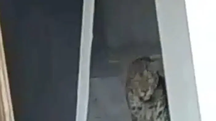 Leopard attacks three in Guwahati