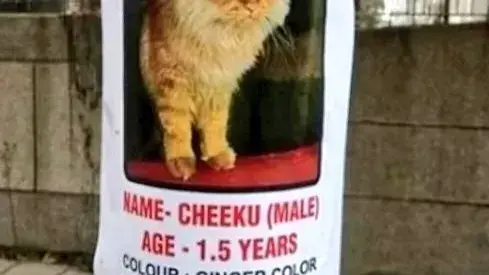 Ek Lakh Ki Billi: Noida Sector 62 Missing Cat Poster, Bring It Home To Get BIG Reward Noida Sector-62 Missing Cat Poster