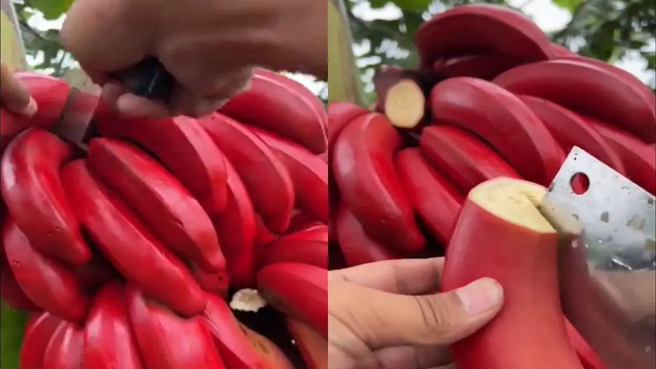 Viral Video Of Red Bananas Are Visual Delight For Nature Lovers | WATCH Viral Video Of Red Bananas Are Visual Delight For Nature Lovers