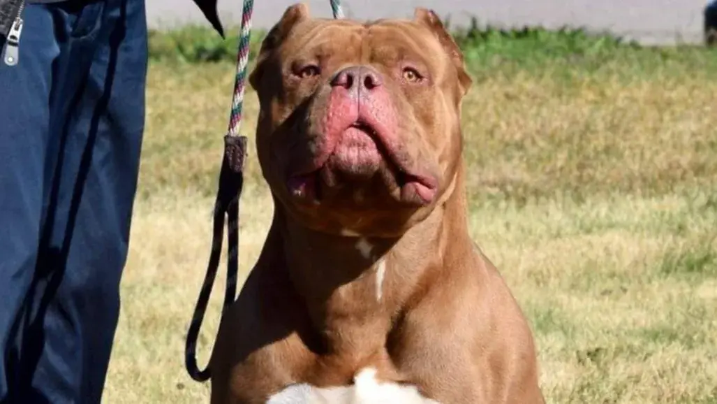 XL bully ban in UK: Hundreds of dogs to face euthanasia from the end of the year XL bully banned.