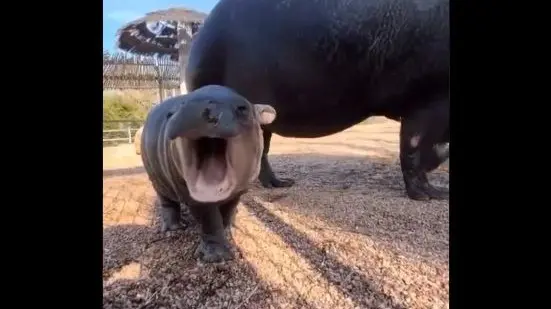 10 Seconds Of Pure Happiness: Adorable Video Of A Baby Hippo Yawning Goes Viral | WATCH Video Of Baby Hippopotamus Yawning Goes Viral