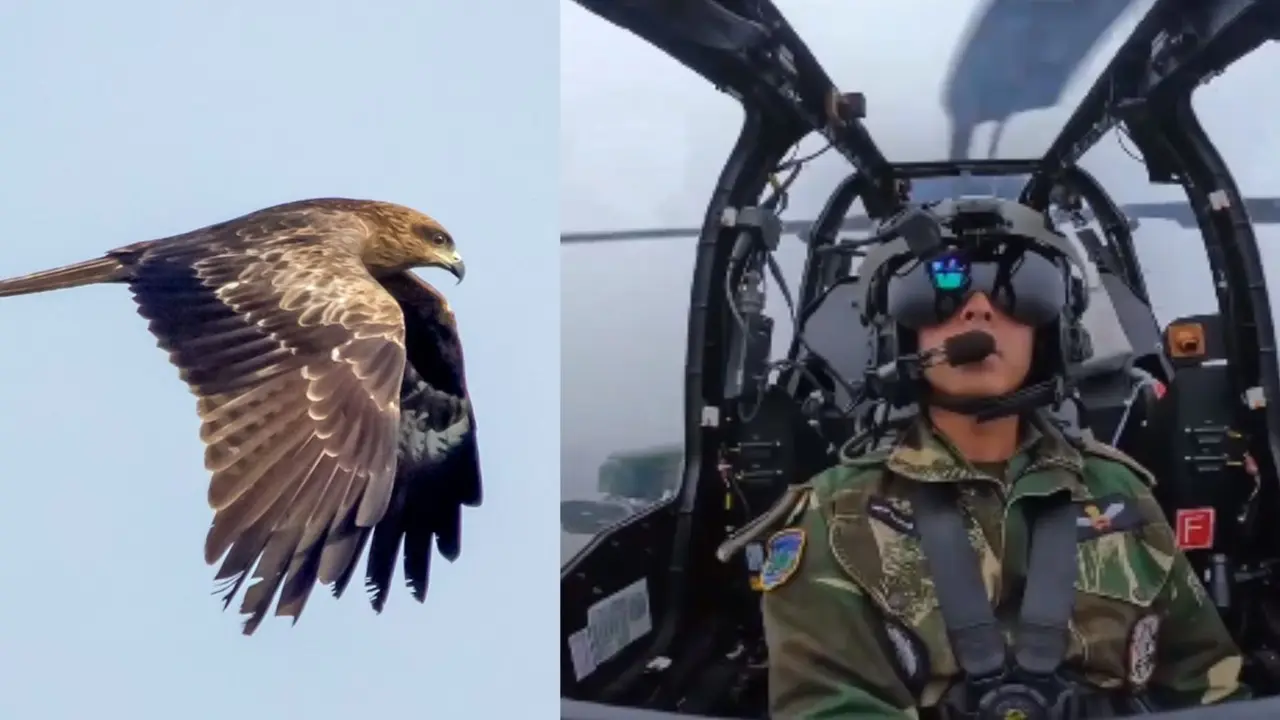 Republic Day 2024: Indian Air Force Uses Meat to Prevent Bird Strikes During Flypast. Here's Why IAF’s unconventional method to keep Black Kites at bay.