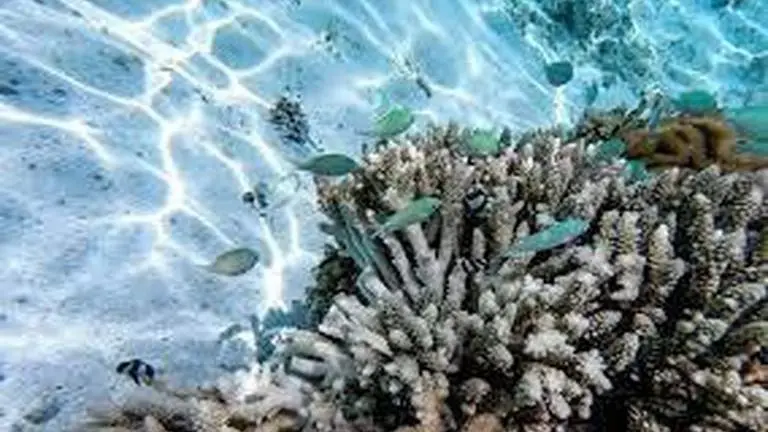 Fishing gear plastics are the major cause behind most coral reef plastic pollution, new study says Fishing gear plastic formed nearly three-quarters of the plastic debris (Image: Unsplash/Representative)