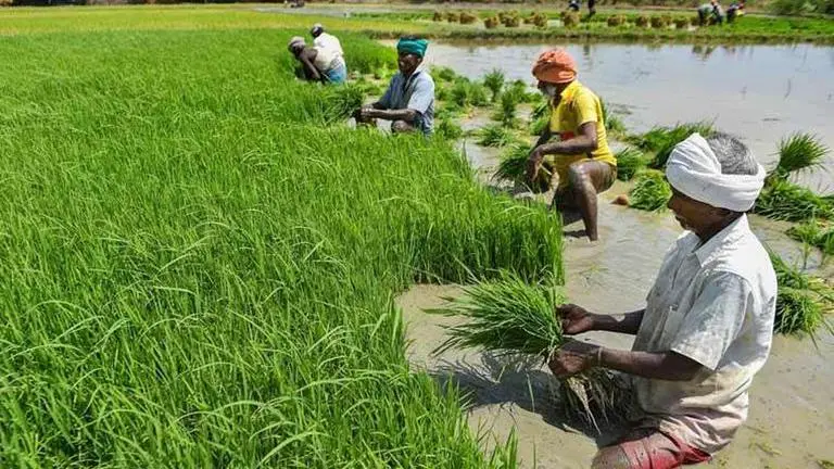 West Bengal govt to launch scheme for kharif paddy procurement