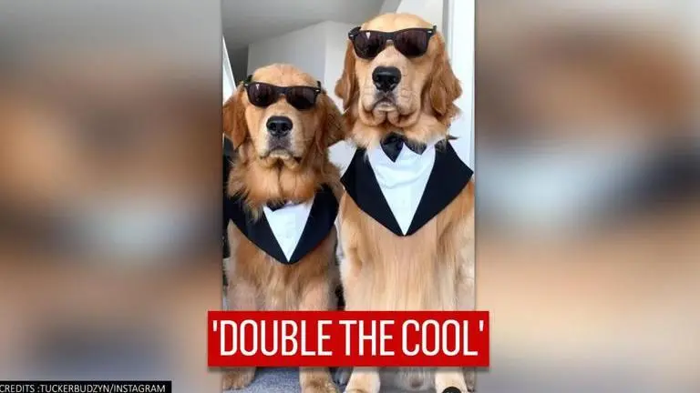 Video: Suited dogs poignantly pose for camera, netizens say ‘handsomeness overloaded’ suited dogs