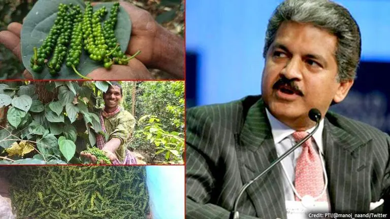 Anand Mahindra shares images of Araku Valley, says it could be 'new Shangri-La' Anand Mahindra