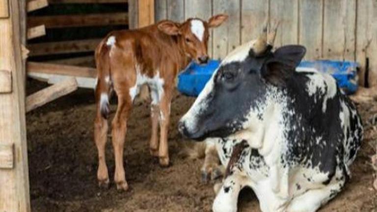 NDRI-Karnal produces India's first cloned Gir calf; new born growing ...