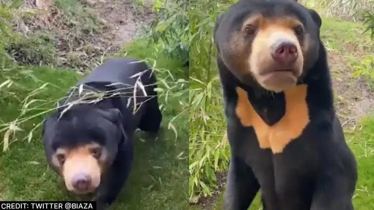 UK wildlife park shares video of 'human bear' to dismiss rumours at China enclosure: WATCH UK