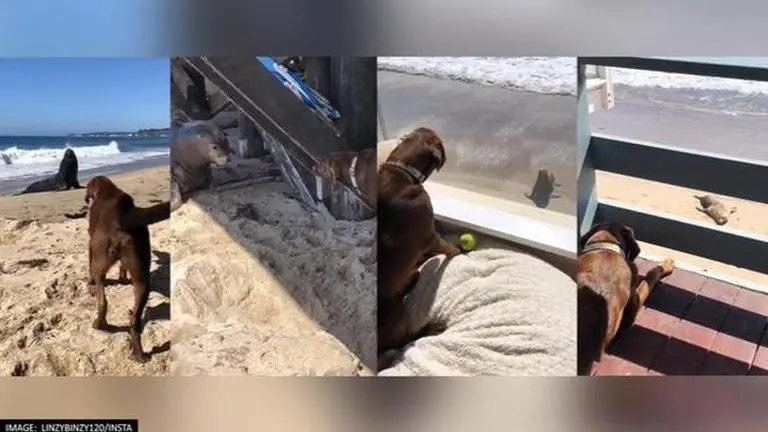 Dog shattered after its sea lion friend dies; netizens react to heart-wrenching video Adorable Dog