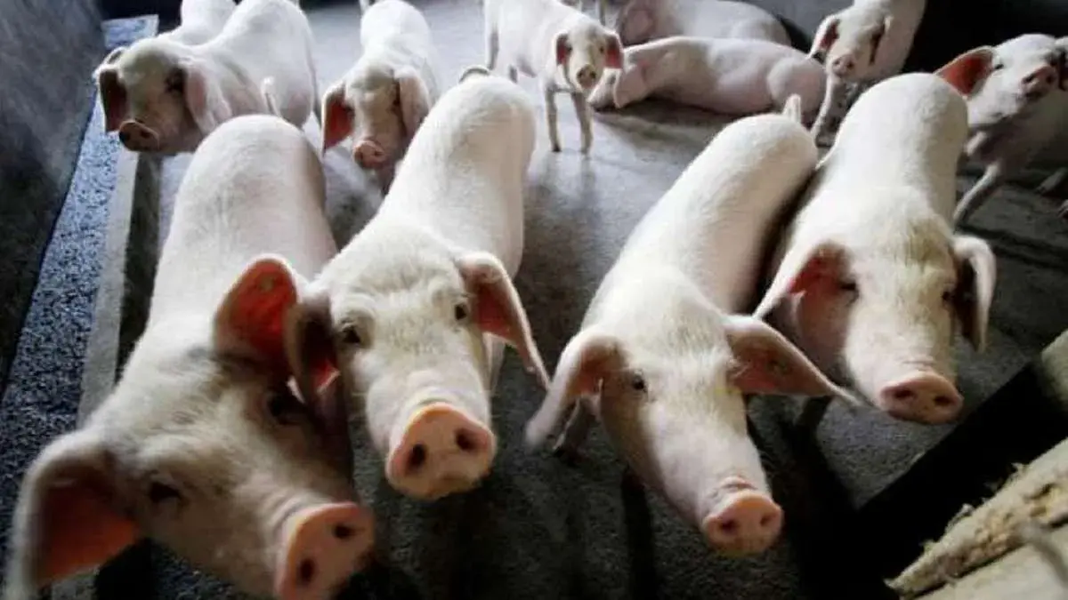 WHO Raises ALERT Over Swine Flu (H1N1) 'Outbreak' | Symptoms, Treatment Here Tripura culled 14 pigs, banned Assam and Mizoram piglet imports to curb African swine flu spread.