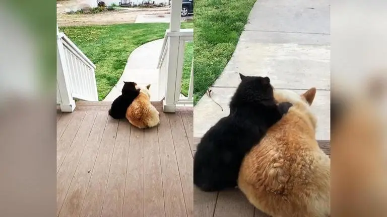 This dog and cat dubbed 'Neighbourhood Besties' by netizens are internet favs; see why Dog