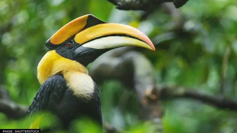 Nagaland: Shocking video shows Great Indian Hornbill tortured to death; accused arrested Nagaland
