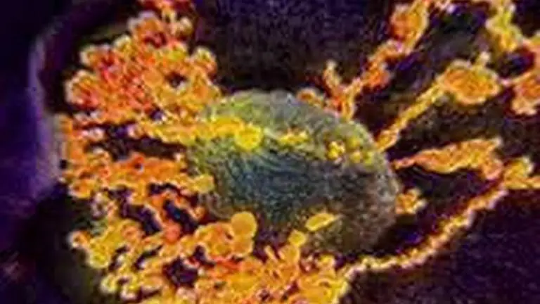 Coronavirus: Celebrations to mark 3rd anniversary of BJP govt in U'khand postponed