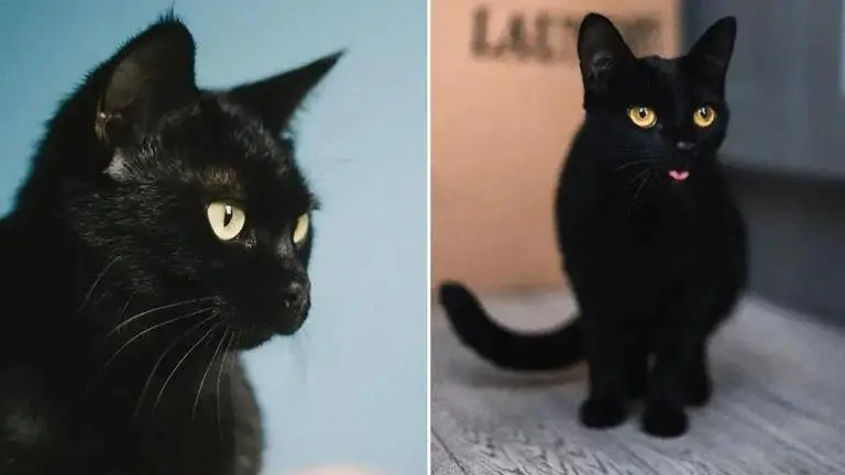 International Cat Day: Meet Blackie, the world’s wealthiest feline with net worth of $32mn guinness world records