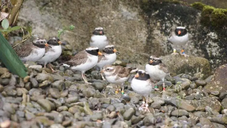 New Zealand: Colony of world's rarest shore birds vanishes mysteriously Colony of World's rarest shore birds mysteriously vanishes